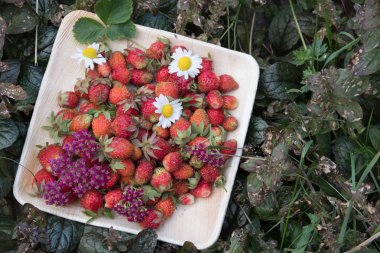 Tahta bir tabakta taze kırmızı çilek. Çilek C vitamini kaynağıdır. Bu meyve doğal bir afrodizyak. Bahçe bitkileri arka planda yabani çiçekler ile kolaj.