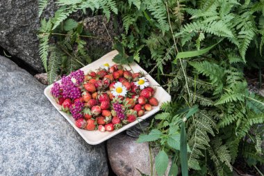 Tahta bir tabakta taze kırmızı çilek. Çilek C vitamini kaynağıdır. Bu meyve doğal bir afrodizyak. Bahçe bitkileri arka planda yabani çiçekler ile kolaj.