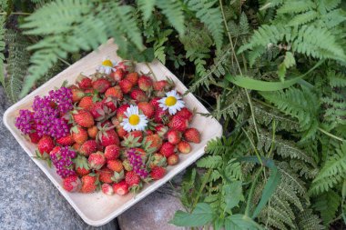 Tahta bir tabakta taze kırmızı çilek. Çilek C vitamini kaynağıdır. Bu meyve doğal bir afrodizyak. Bahçe bitkileri arka planda yabani çiçekler ile kolaj.