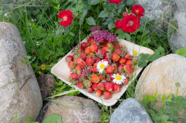 Tahta bir tabakta taze kırmızı çilek. Çilek C vitamini kaynağıdır. Bu meyve doğal bir afrodizyak. Bahçe bitkileri arka planda yabani çiçekler ile kolaj.