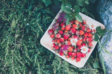 Tahta bir tabakta taze kırmızı çilek. Çilek C vitamini kaynağıdır. Bu meyve doğal bir afrodizyak. Bahçe bitkileri arka planda yabani çiçekler ile kolaj.