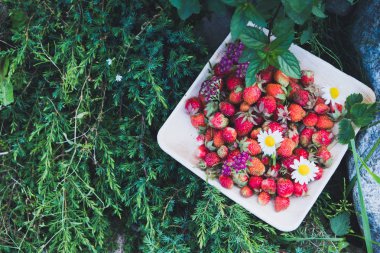 Tahta bir tabakta taze kırmızı çilek. Çilek C vitamini kaynağıdır. Bu meyve doğal bir afrodizyak. Bahçe bitkileri arka planda yabani çiçekler ile kolaj.