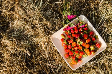 Tahta bir tabakta taze kırmızı çilek. Çilek C vitamini kaynağıdır. Bu meyve doğal bir afrodizyak. Bahçe bitkileri arka planda yabani çiçekler ile kolaj.