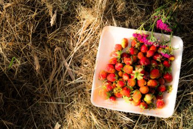 Tahta bir tabakta taze kırmızı çilek. Çilek C vitamini kaynağıdır. Bu meyve doğal bir afrodizyak. Bahçe bitkileri arka planda yabani çiçekler ile kolaj.