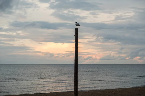 Una Gaviota Está Sentada Poste Sobre Fondo Cielo Nublado Golfo —  Fotos de Stock