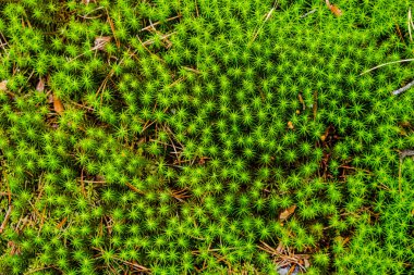 Arka plan temasında soyutlama. Yerde yeşil yosun, iğne yapraklı ormanda. Yaz günü.