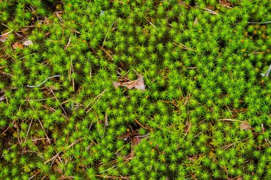 Arka plan temasında soyutlama. Yerde yeşil yosun, iğne yapraklı ormanda. Yaz günü.