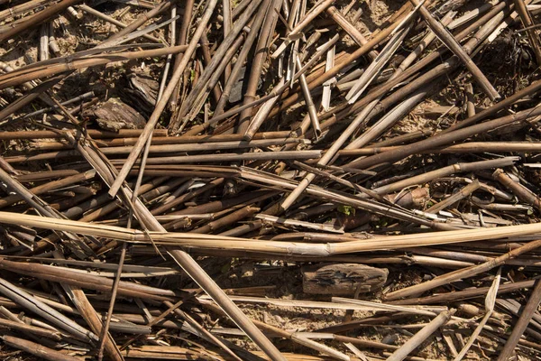 Hintergrund Sind Trockene Schilfhalme Stroh Aus Schilf Und Rohrkolben Liegt — Stockfoto