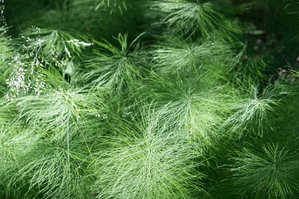 Фон Красивой Лесной Травы Horsetail Horsetail Pusher Latin Equistum Arvnse — стоковое фото