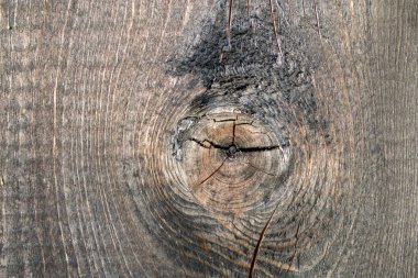 Eski ahşap dokudan arka plan. Softwood tahtaları. Yıllık halkalar ve dalları (düğüm) Güzel, doğal desen keser. Yaz, güneşli gün.