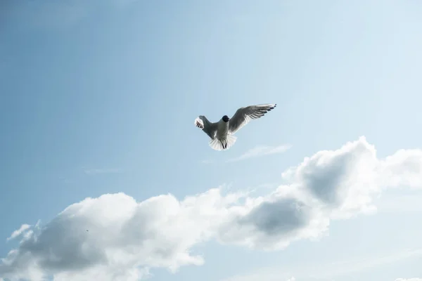 Måsen Flyger Den Blå Himlen — Stockfoto