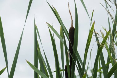 Mavi gökyüzünün arka planında cattail sapları arka plan. Yaz. Güneşli bir gün. Kıyı su bitkinehirler, göller, göletler, yaşlı bayanlar, kanallar ve rezervuarlar çamurlu kıyıları boyunca vahşi yetişir, yanı sıra bataklıklarda.