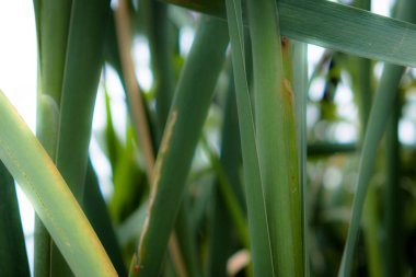 Mavi gökyüzünün arka planında cattail sapları arka plan. Yaz. Güneşli bir gün. Kıyı su bitkinehirler, göller, göletler, yaşlı bayanlar, kanallar ve rezervuarlar çamurlu kıyıları boyunca vahşi yetişir, yanı sıra bataklıklarda. .