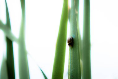 Mavi gökyüzünün arka planında cattail sapları arka plan. Yaz. Güneşli bir gün. Kıyı su bitkinehirler, göller, göletler, yaşlı bayanlar, kanallar ve rezervuarlar çamurlu kıyıları boyunca vahşi yetişir, yanı sıra bataklıklarda. .