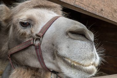 Kuşlukta dizginli bir deve portresi. Bactrian deve veya Bactrian (Camelus bactrianus) bir sirk sanatçısı olarak çalışır. Şimdi tatilde.
