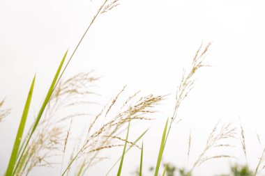 Mavi gökyüzünün arka planında cattail sapları arka plan. Yaz. Güneşli bir gün. Kıyı su bitkinehirler, göller, göletler, yaşlı bayanlar, kanallar ve rezervuarlar çamurlu kıyıları boyunca vahşi yetişir, yanı sıra bataklıklarda. .