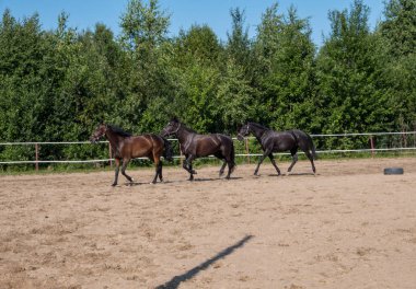 Yürüyüş için kahverengi at. Sahipleri atlarını kuşa koşturdular. Genç atlar. Yaz. Güneşli bir gün.