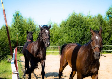 Yürüyüş için kahverengi at. Sahipleri atlarını kuşa koşturdular. Genç atlar. Yaz. Güneşli bir gün.