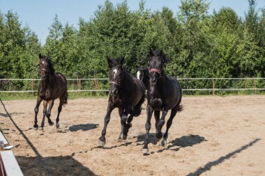 Yürüyüş için kahverengi at. Sahipleri atlarını kuşa koşturdular. Genç atlar. Yaz. Güneşli bir gün.