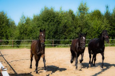 Yürüyüş için kahverengi at. Sahipleri atlarını kuşa koşturdular. Genç atlar. Yaz. Güneşli bir gün.