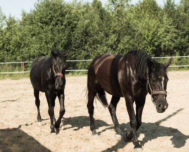 Yürüyüş için kahverengi at. Sahipleri atlarını kuşa koşturdular. Genç atlar. Yaz. Güneşli bir gün.