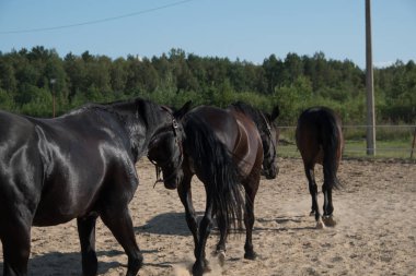 Yürüyüş için kahverengi at. Sahipleri atlarını kuşa koşturdular. Genç atlar. Yaz. Güneşli bir gün.