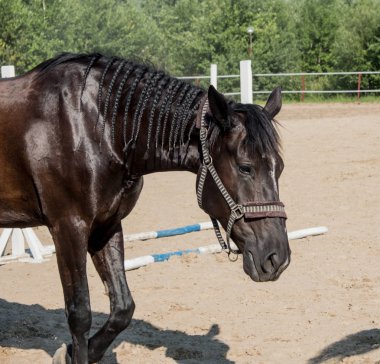 Yürüyüş için kahverengi at. Sahipleri atlarını kuşa koşturdular. Genç atlar. Yaz. Güneşli bir gün.