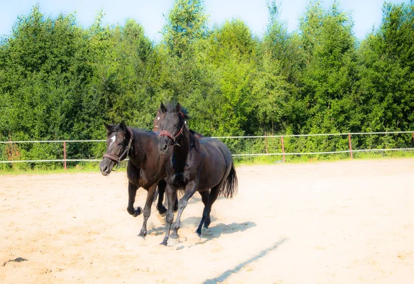 Kuda Cokelat Untuk Berjalan Jalan Pemiliknya Membawa Kuda Mereka Untuk — Stok Foto