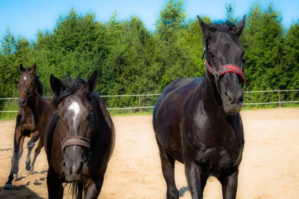 Brown horse for a walk. The owners brought their horses to run in the aviary. Young horses. Summer. Sunny day.