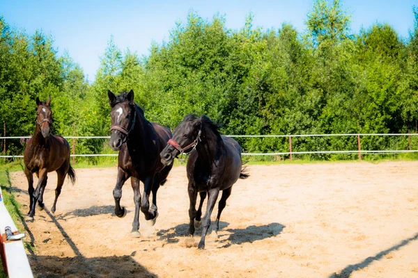 Brown horse for a walk. The owners brought their horses to run in the aviary. Young horses. Summer. Sunny day.