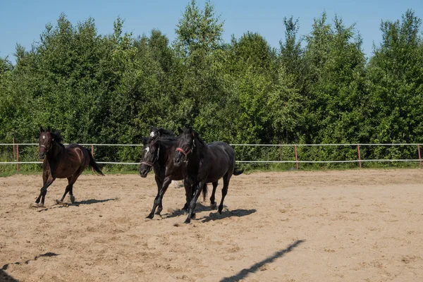 Brown horse for a walk. The owners brought their horses to run in the aviary. Young horses. Summer. Sunny day.