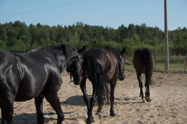 Yürüyüş için kahverengi at. Sahipleri atlarını kuşa koşturdular. Genç atlar. Yaz. Güneşli bir gün.