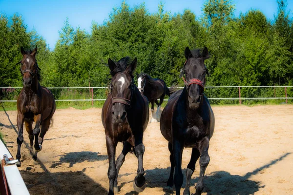 Brown horse for a walk. The owners brought their horses to run in the aviary. Young horses. Summer. Sunny day.