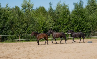 Yürüyüş için kahverengi at. Sahipleri atlarını kuşa koşturdular. Genç atlar. Yaz. Güneşli bir gün.