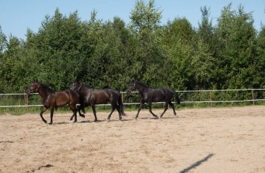 Yürüyüş için kahverengi at. Sahipleri atlarını kuşa koşturdular. Genç atlar. Yaz. Güneşli bir gün.