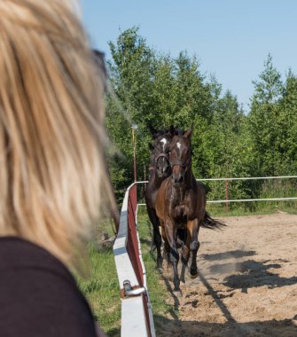 Yürüyüş için kahverengi at. Sahipleri atlarını kuşa koşturdular. Genç atlar. Yaz. Güneşli bir gün.