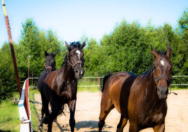 Yürüyüş için kahverengi at. Sahipleri atlarını kuşa koşturdular. Genç atlar. Yaz. Güneşli bir gün.