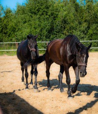 Yürüyüş için kahverengi at. Sahipleri atlarını kuşa koşturdular. Genç atlar. Yaz. Güneşli bir gün.