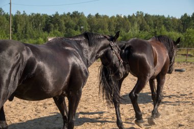 Yürüyüş için kahverengi at. Sahipleri atlarını kuşa koşturdular. Genç atlar. Yaz. Güneşli bir gün.