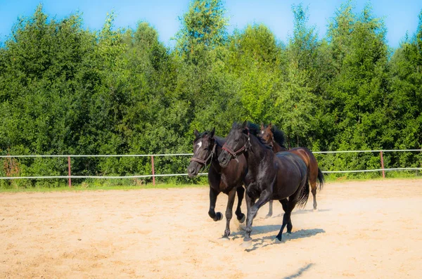 Brown horse for a walk. The owners brought their horses to run in the aviary. Young horses. Summer. Sunny day.