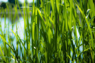 Mavi gökyüzünün arka planında cattail sapları arka plan. Yaz. Güneşli bir gün. 