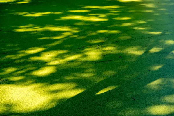 Uma Pequena Lagoa Pantanosa Erva Daninha Verde Cobre Superfície Água — Fotografia de Stock