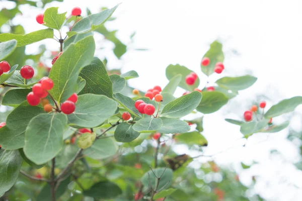 Branch Red Berries Sky Green Shrub Large Fruits Summer Cloudy — Stock Photo, Image