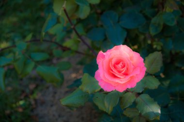 Bahçedeki pembe gül