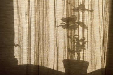 Pencerelerdeki perdeleri gölgele. Bej arka planda çiçek siluetleri. Houseplants soyut arka plan. Pencere de saksı çiçekleri.