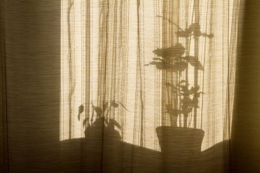 Pencerelerdeki perdeleri gölgele. Bej arka planda çiçek siluetleri. Houseplants soyut arka plan. Pencere de saksı çiçekleri.