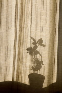 Pencerelerdeki perdeleri gölgele. Bej arka planda çiçek siluetleri. Houseplants soyut arka plan. Pencere de saksı çiçekleri.