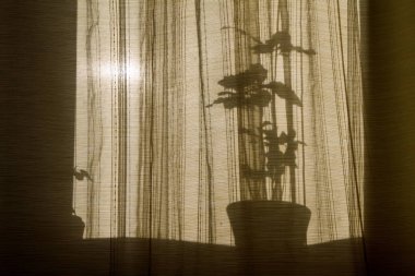 Pencerelerdeki perdeleri gölgele. Bej arka planda çiçek siluetleri. Houseplants soyut arka plan. Pencere de saksı çiçekleri.