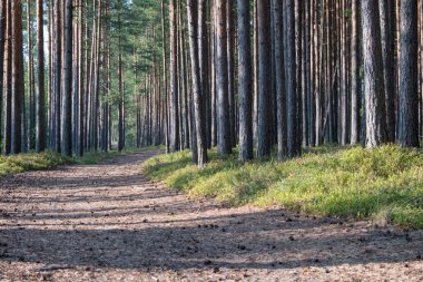 Kozalaklı ormanda manzara. Düz ağaç gövdeleri. Çam ağaçları düz büyümek ve çalılıkların güzel bir doku yapmak. Yaz. Gün.