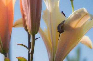 Bir çiçeğin arka planında salyangoz. Kahverengi kabuk. Üzüm salyangoz bir incelik, tam, sağlıklı bir ürün olarak yenir. Ayrıca kozmetoloji ve ilaç endüstrisinde kullanılmak üzere yetiştirilir.